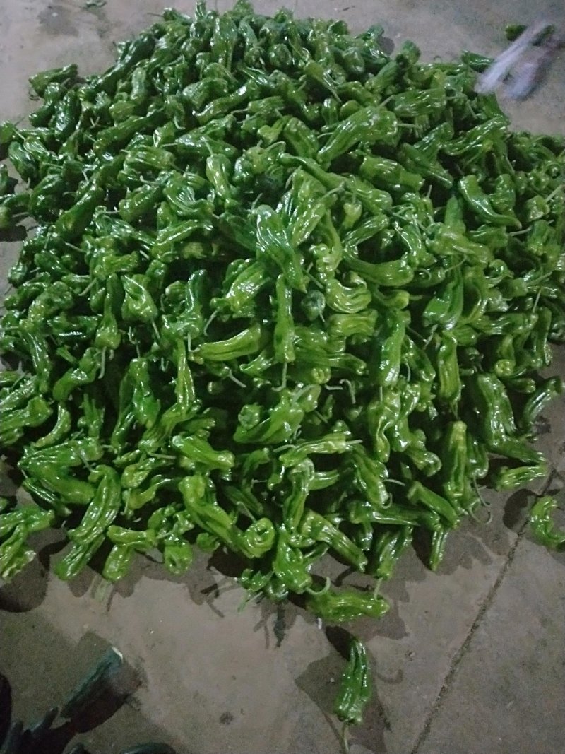 山东临沂薄皮辣椒