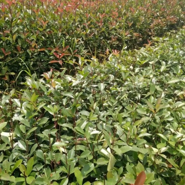 红叶石楠苗