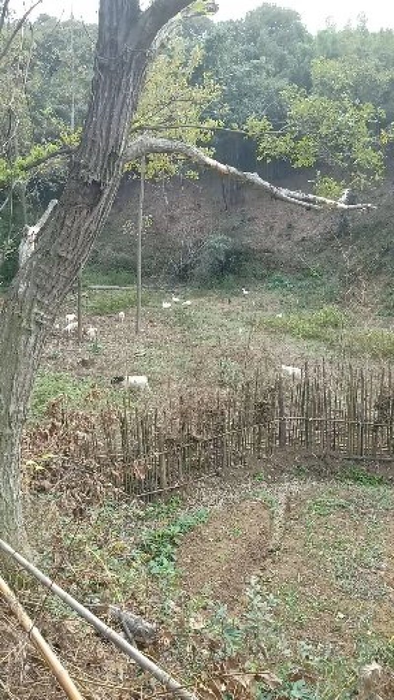 原生态，纯绿色种养农场，方圆千亩零污染资源。寻求合作。