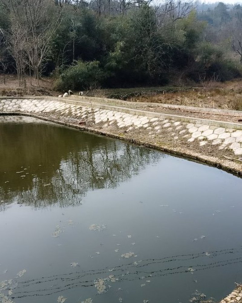 原生态，纯绿色种养农场，方圆千亩零污染资源。寻求合作。