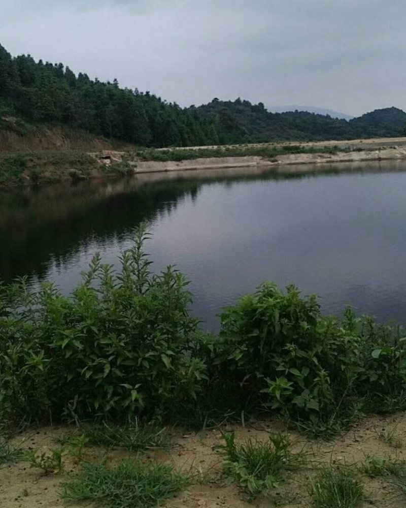 原生态，纯绿色种养农场，方圆千亩零污染资源。寻求合作。