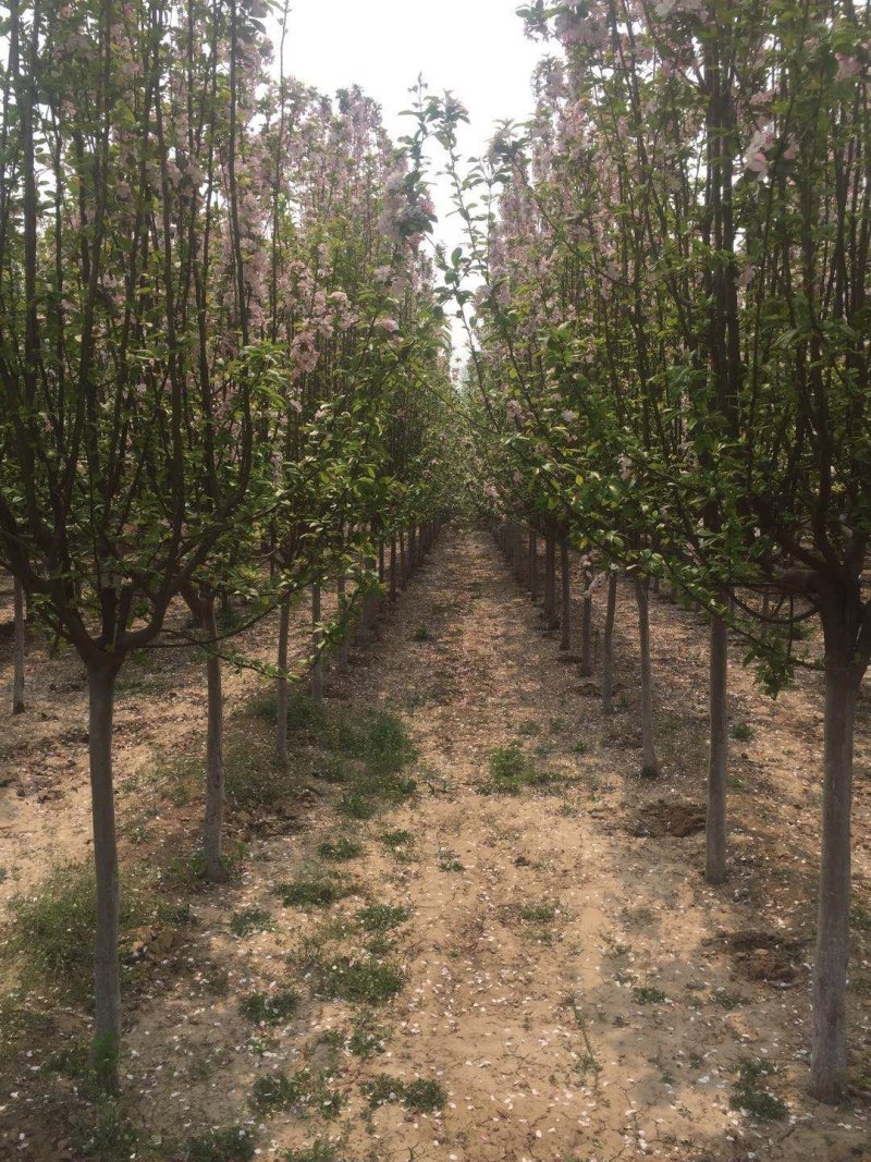 自家种植优质海棠树5至8公分量大质优欢迎选购