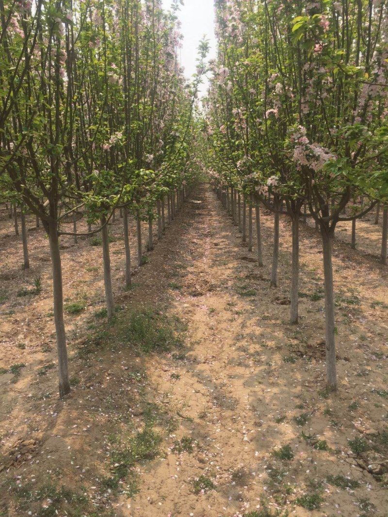 自家种植优质海棠树5至8公分量大质优欢迎选购