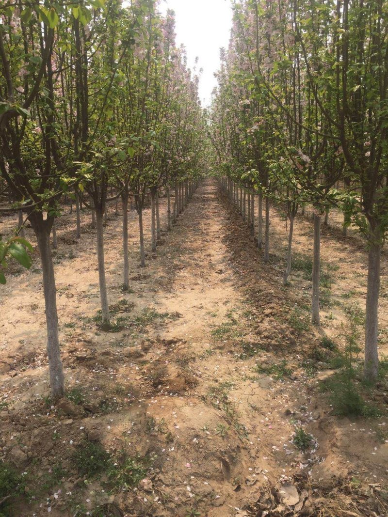 自家种植优质海棠树5至8公分量大质优欢迎选购