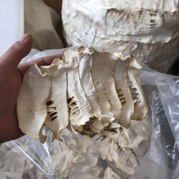 春笋小规格生片直接烘干笋干