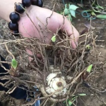 白芨种苗，紫花三叉大白芨，巨茎白芨，白芨块茎苗