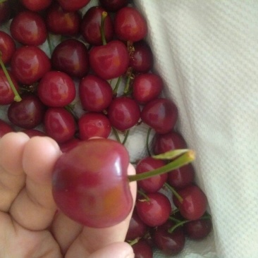 美早樱桃