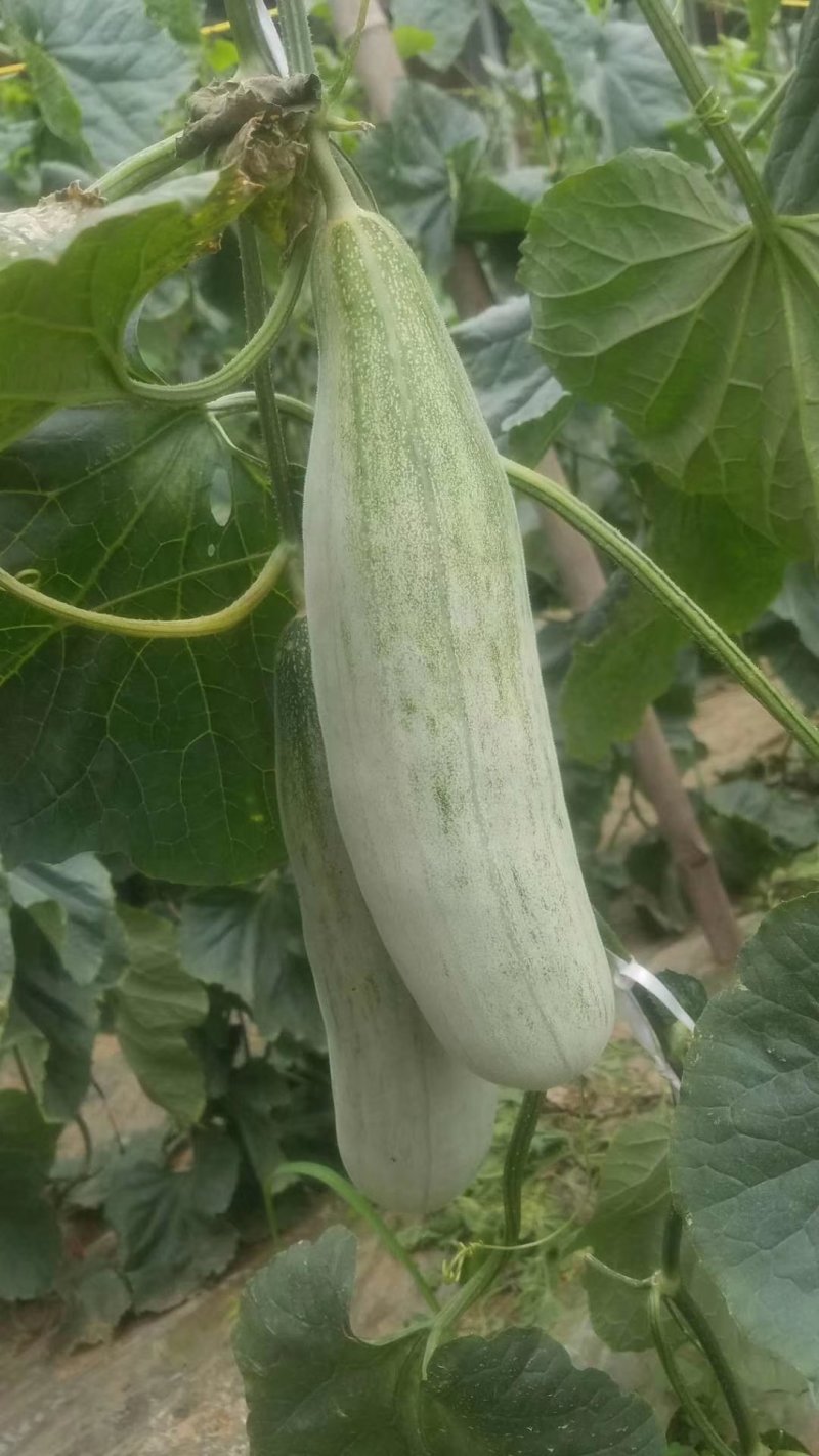 山东羊角蜜，大棚瓜果羊角蜜，口感脆甜，质量很好