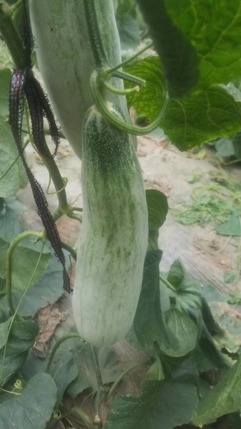 山东羊角蜜，大棚瓜果羊角蜜，口感脆甜，质量很好