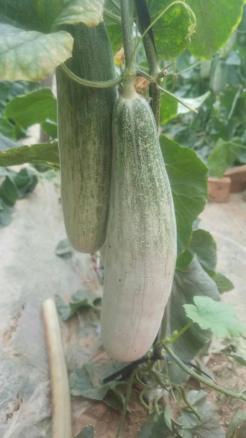 山东羊角蜜，大棚瓜果羊角蜜，口感脆甜，质量很好