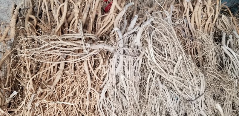 石参根无硫没洗水足干味都浓虎尾轮