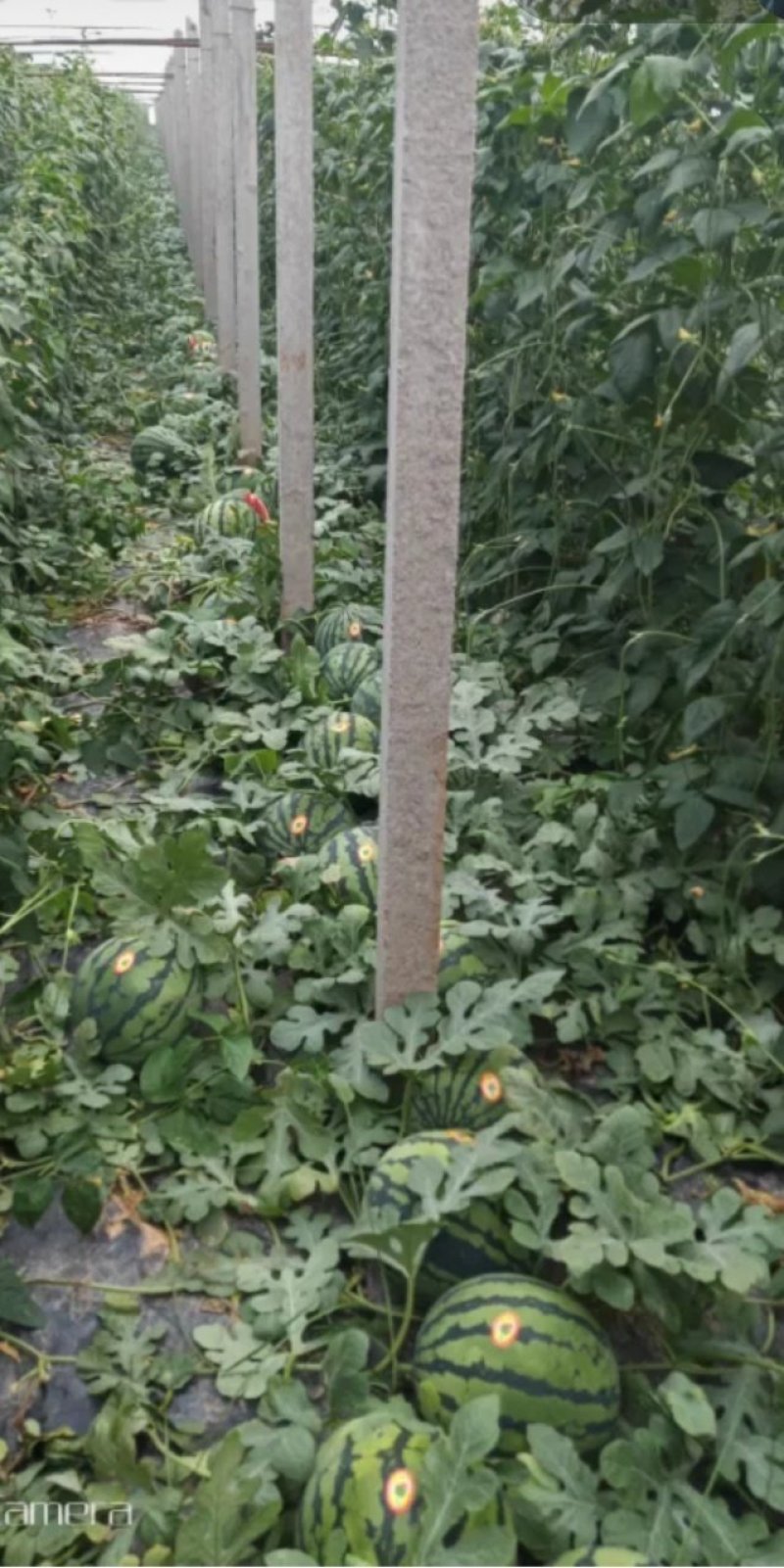 五一大量西瓜上市各种品种应有尽有快快与我联系吧