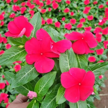 长春花