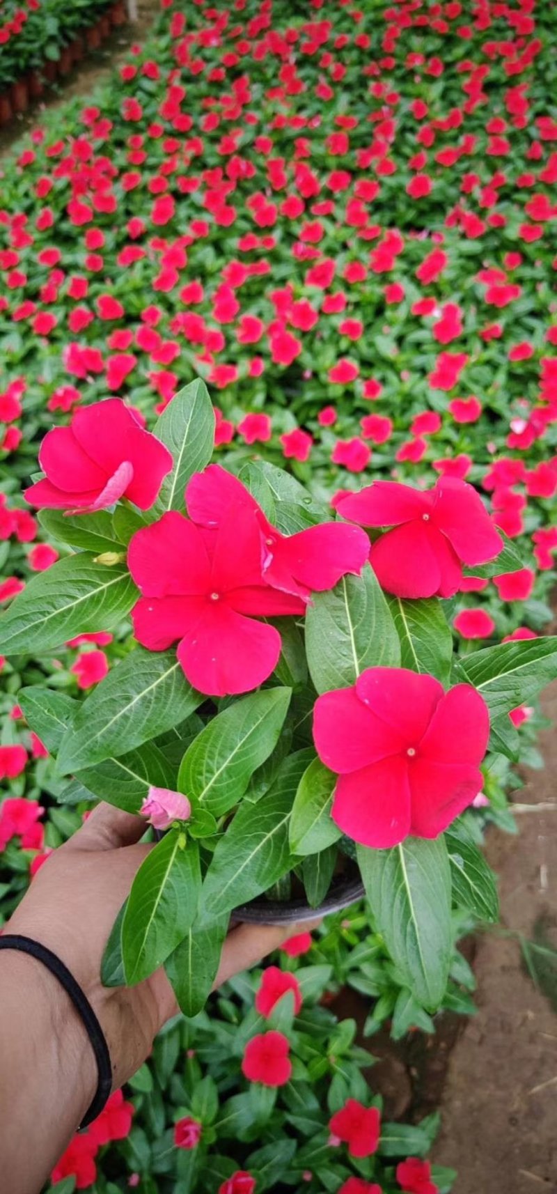 长春花