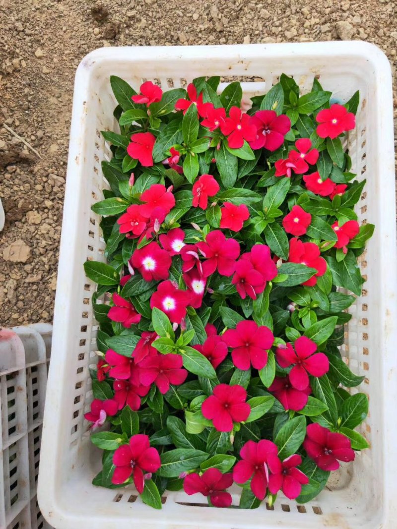 长春花