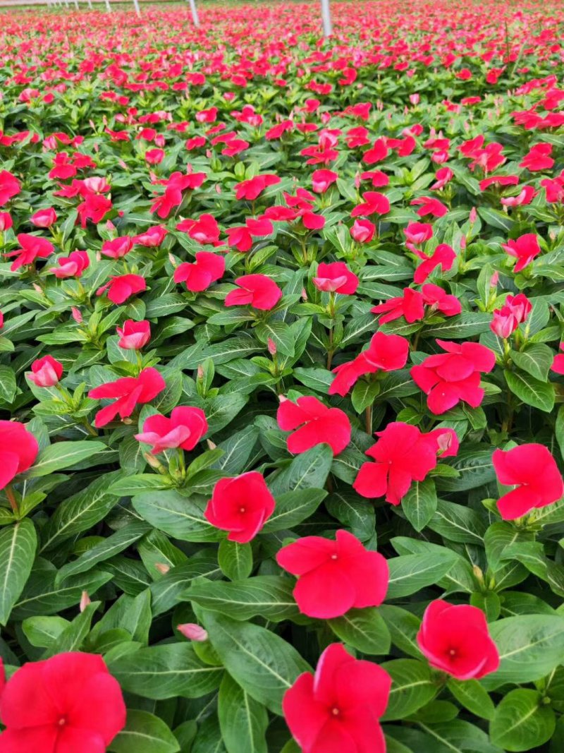 长春花