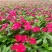 长春花
