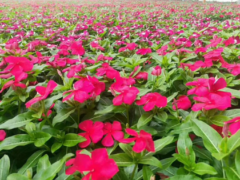 长春花