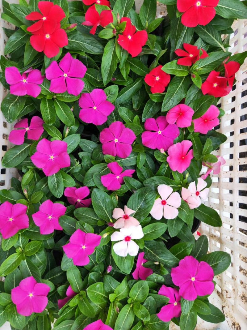 长春花