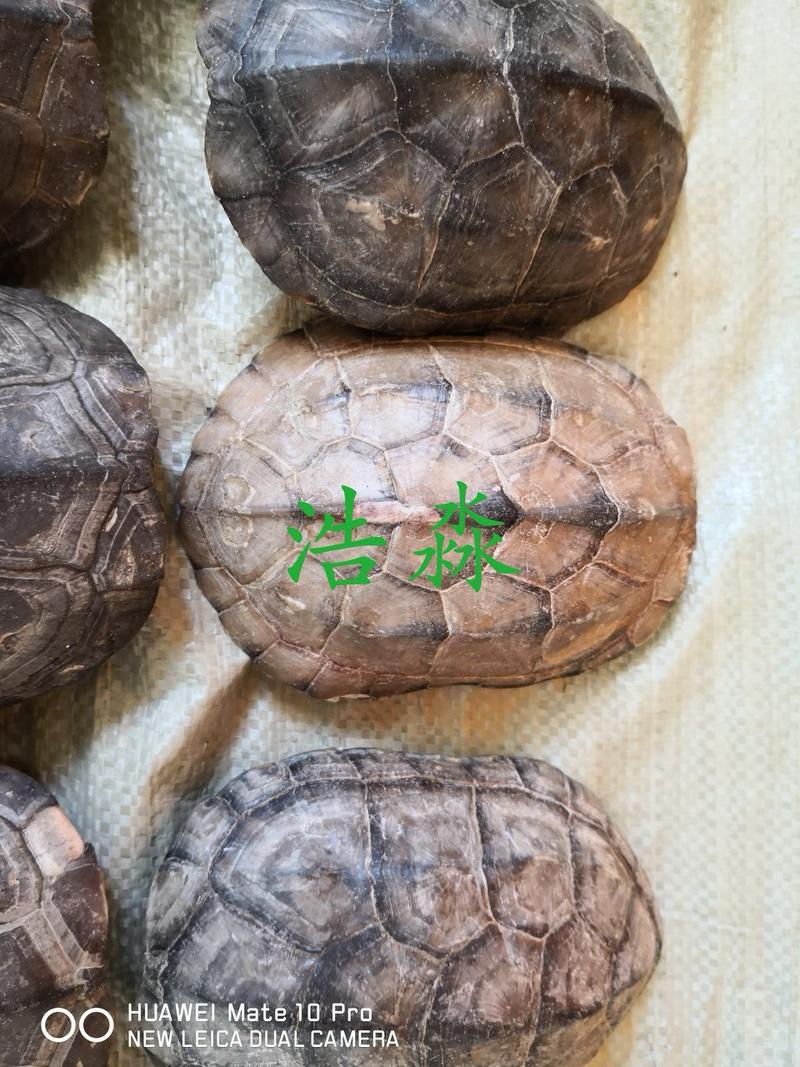 龟甲龟壳国产够含量上板一公斤起包邮