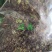 回心草干货2斤起包邮量大从优