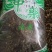 回心草干货2斤起包邮量大从优
