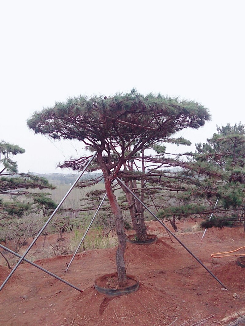 造型松，景观松