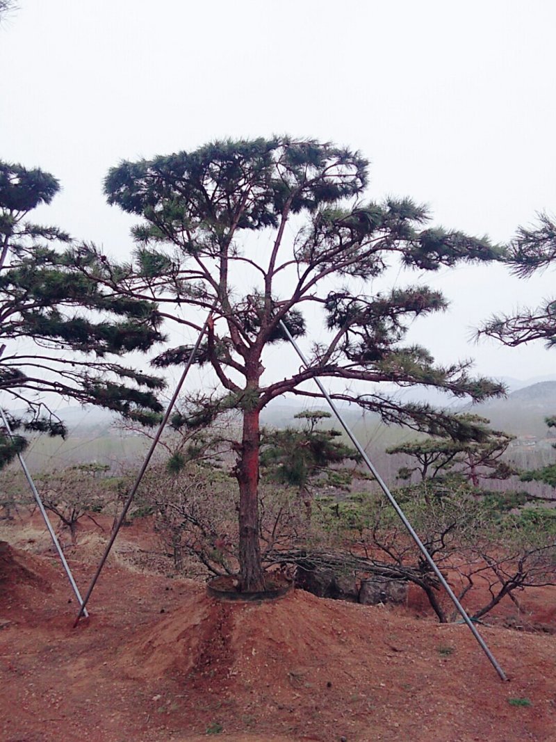 造型松，景观松