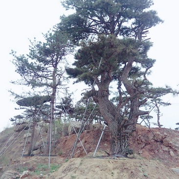 造型松，景观松