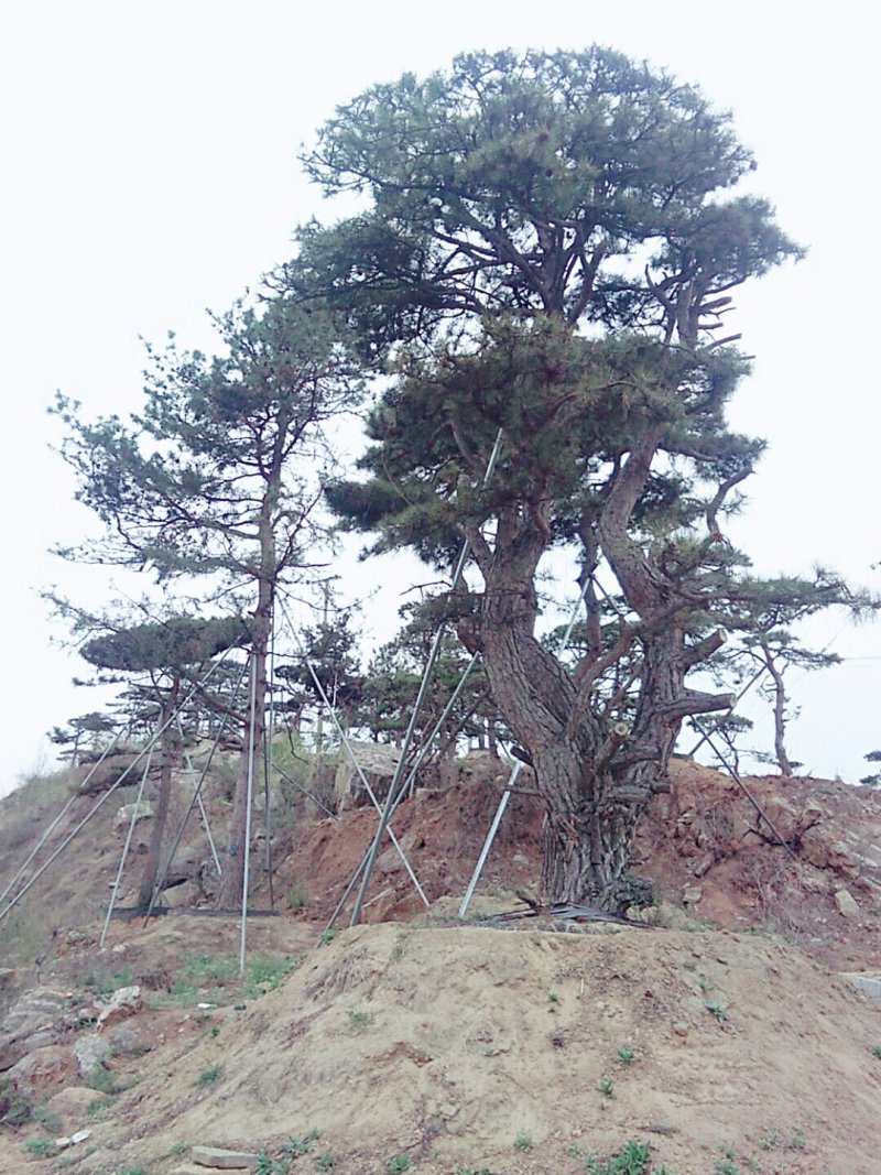 造型松，景观松
