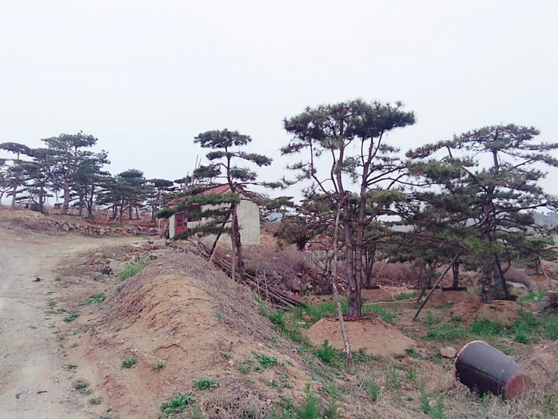 造型松，景观松