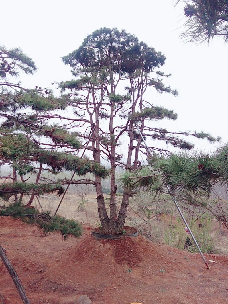 造型松，景观松