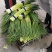 蒜苔精品红帽蒜苔，代发各大超市电商及各大市场。欢迎你的