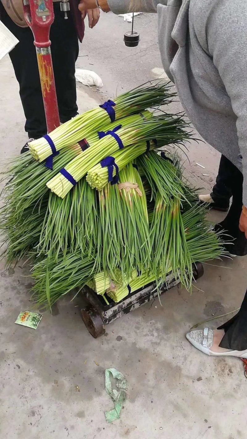 蒜苔精品红帽蒜苔，代发各大超市电商及各大市场。欢迎你的