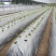 黑地膜除草膜农用加厚黑膜大棚蔬菜果园用保温保湿白膜黑色