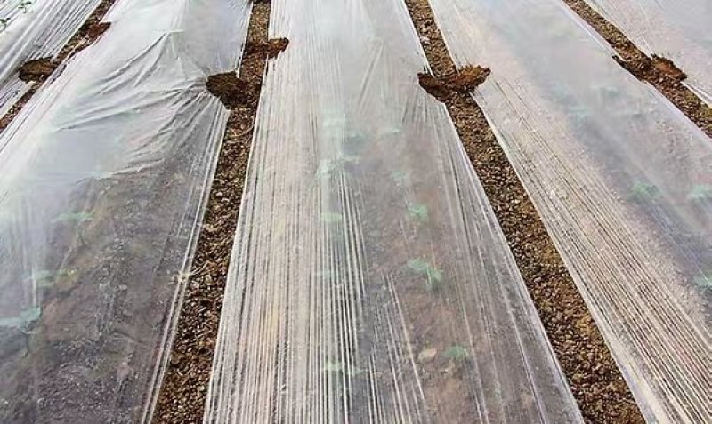 黑地膜除草膜农用加厚黑膜大棚蔬菜果园用保温保湿白膜黑色