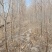 胡杨，美丽的，胡杨，6.7.8.9公分都有