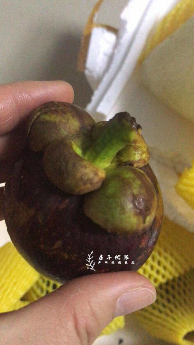 山竹一件代发