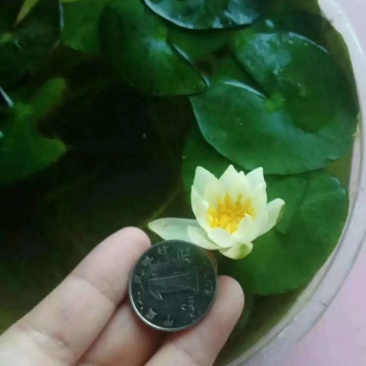 迷你硬币睡莲海尔芙拉，精品小睡莲，盆栽种植