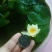 迷你硬币睡莲海尔芙拉，精品小睡莲，盆栽种植