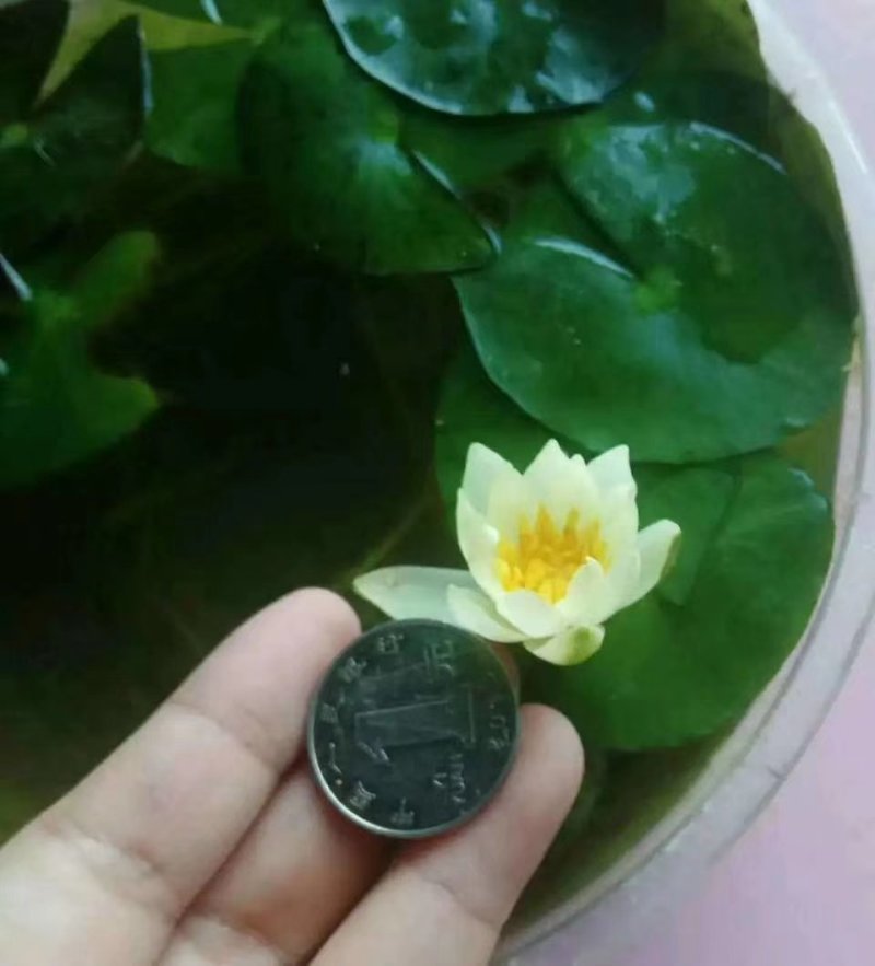 迷你硬币睡莲海尔芙拉，精品小睡莲，盆栽种植