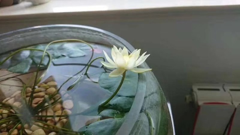 迷你硬币睡莲海尔芙拉，精品小睡莲，盆栽种植