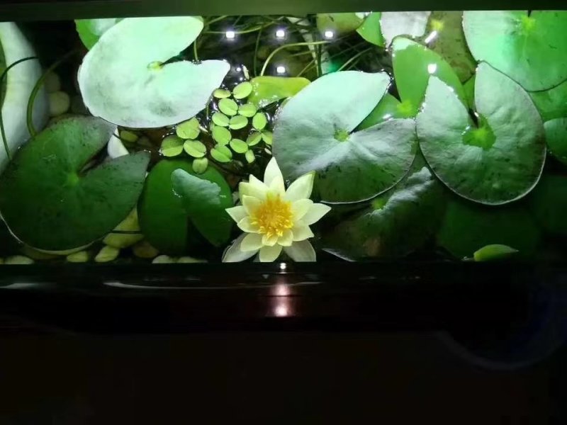 迷你硬币睡莲海尔芙拉，精品小睡莲，盆栽种植