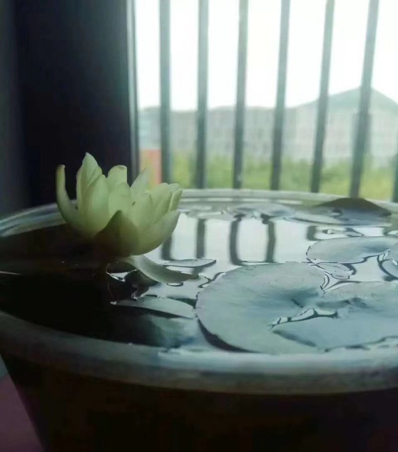迷你硬币睡莲海尔芙拉，精品小睡莲，盆栽种植
