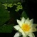 迷你硬币睡莲海尔芙拉，精品小睡莲，盆栽种植