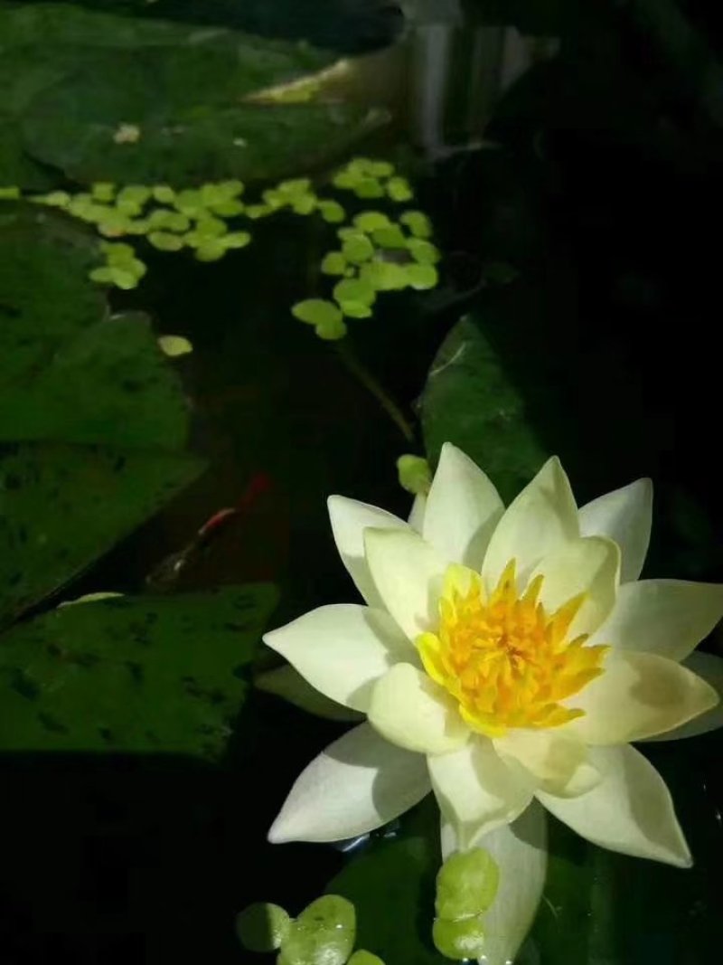 迷你硬币睡莲海尔芙拉，精品小睡莲，盆栽种植