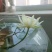 迷你硬币睡莲海尔芙拉，精品小睡莲，盆栽种植