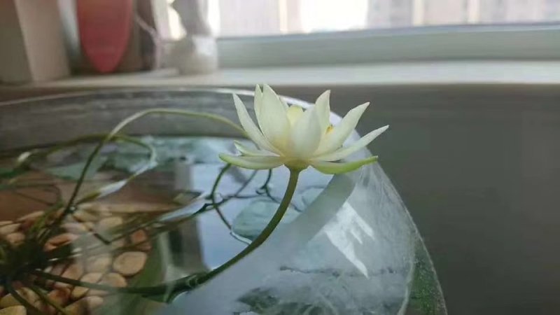迷你硬币睡莲海尔芙拉，精品小睡莲，盆栽种植