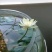 迷你硬币睡莲海尔芙拉，精品小睡莲，盆栽种植
