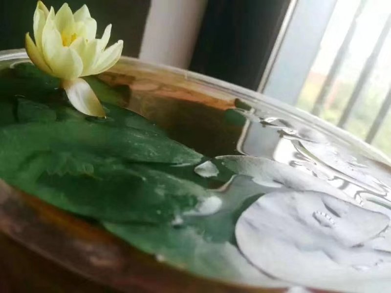 迷你硬币睡莲海尔芙拉，精品小睡莲，盆栽种植